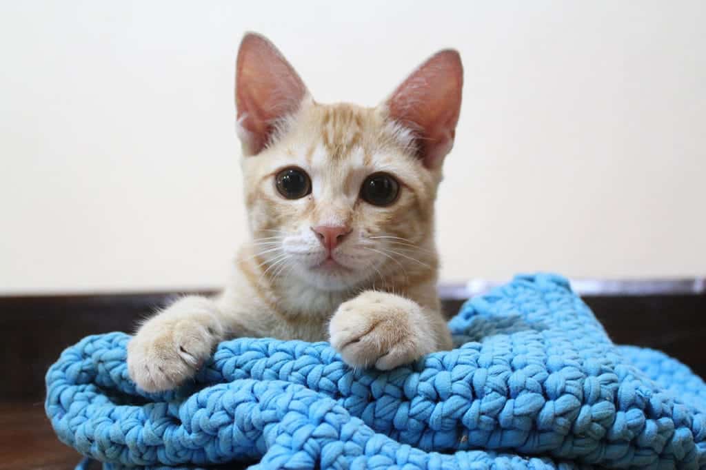 Thai Cat on crochet bed