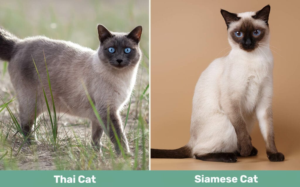 Thai Cat vs Siamese Cat side by side