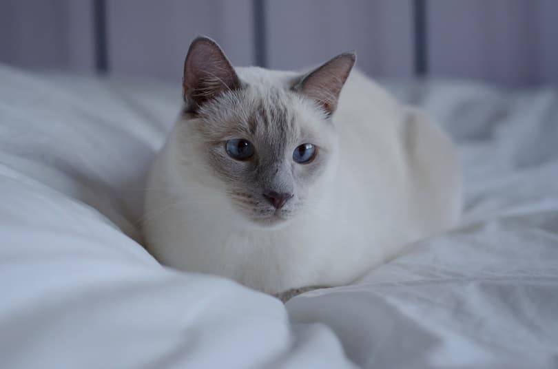 Thai cat lilac point_Alexandra Kuzmina_shutterstock