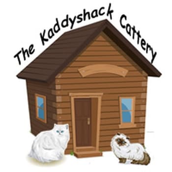 The Kaddyshack cattery logo