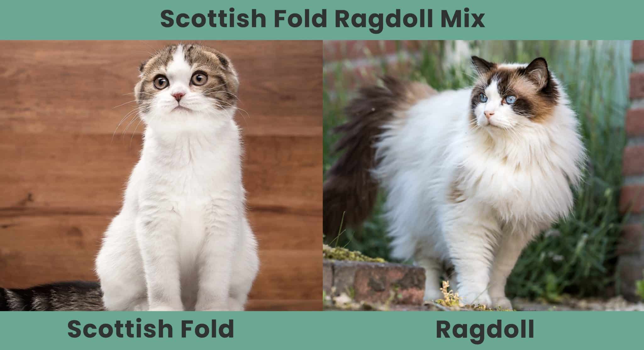 The Parent Breed of Scottish Fold Ragdoll Mix