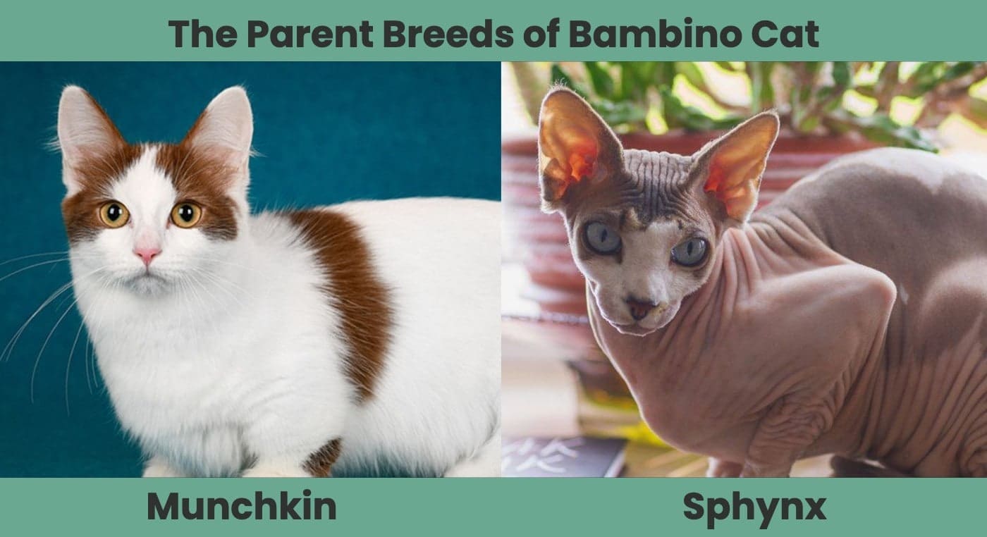 The Parent Breeds of Bambino Cat