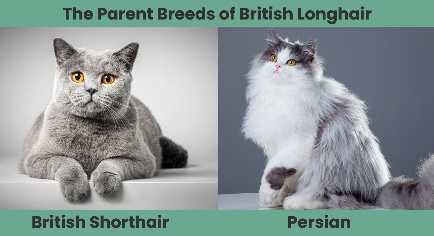 The Parent Breeds of British Longhair