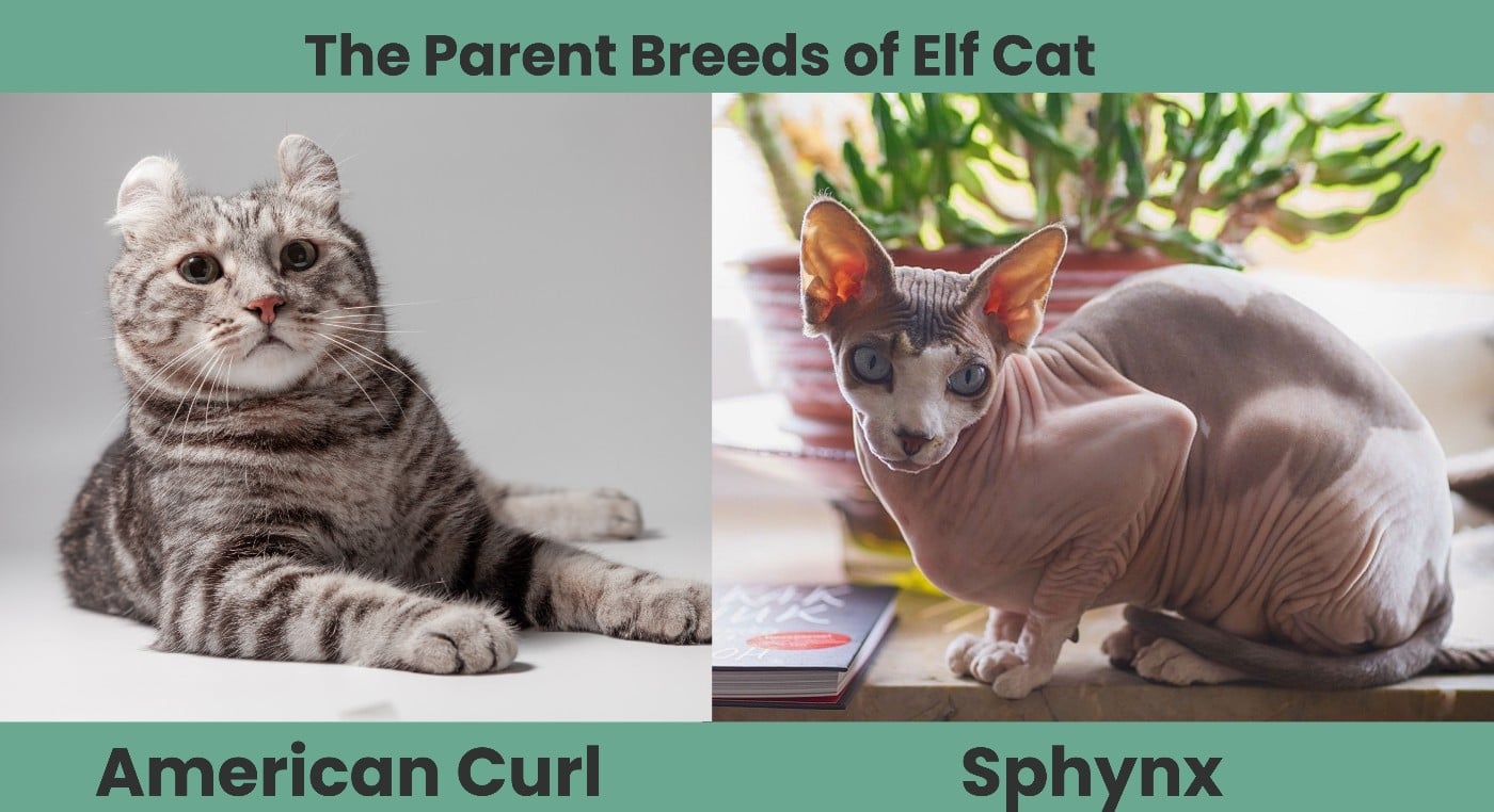 The Parent Breeds of Elf Cat