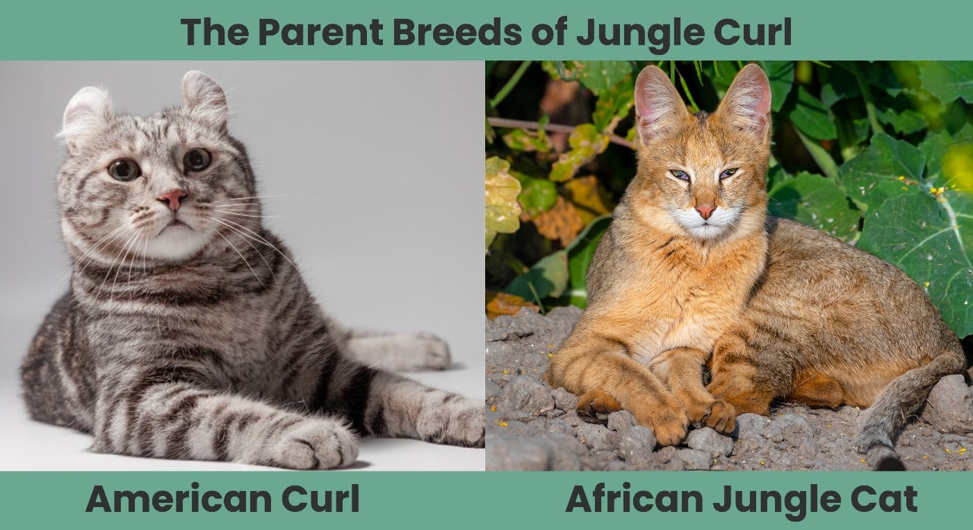 The Parent Breeds of Jungle Curl