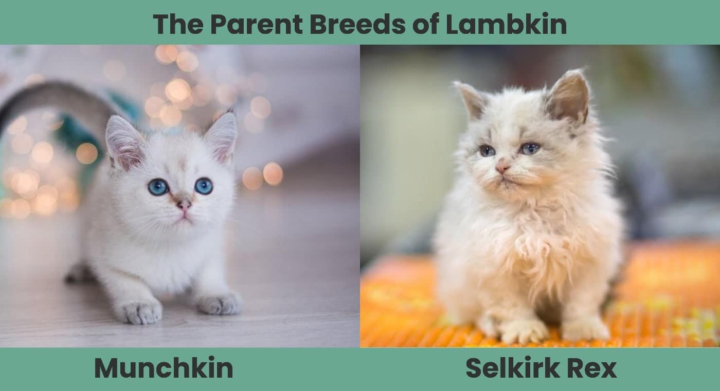 The Parent Breeds of Lambkin