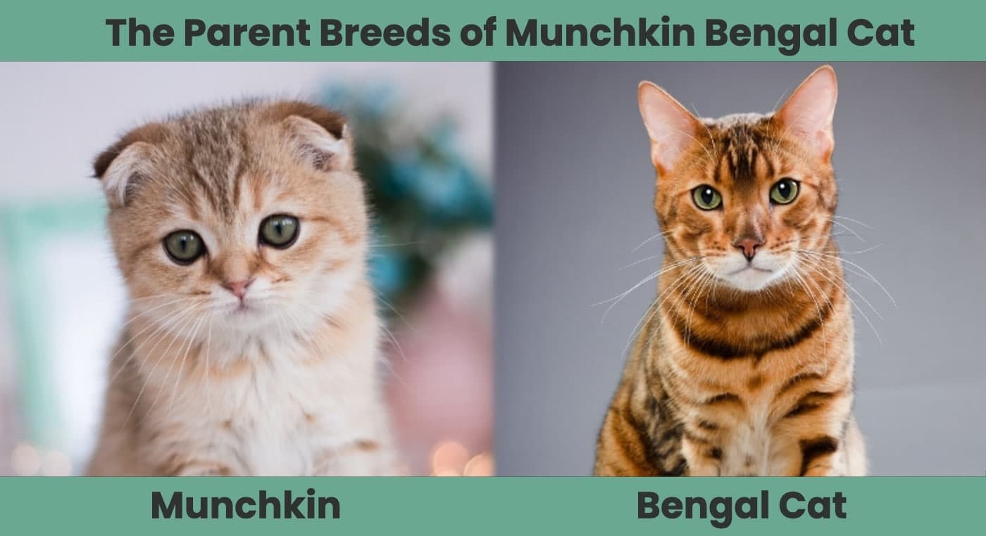 The Parent Breeds of Munchkin Bengal Cat