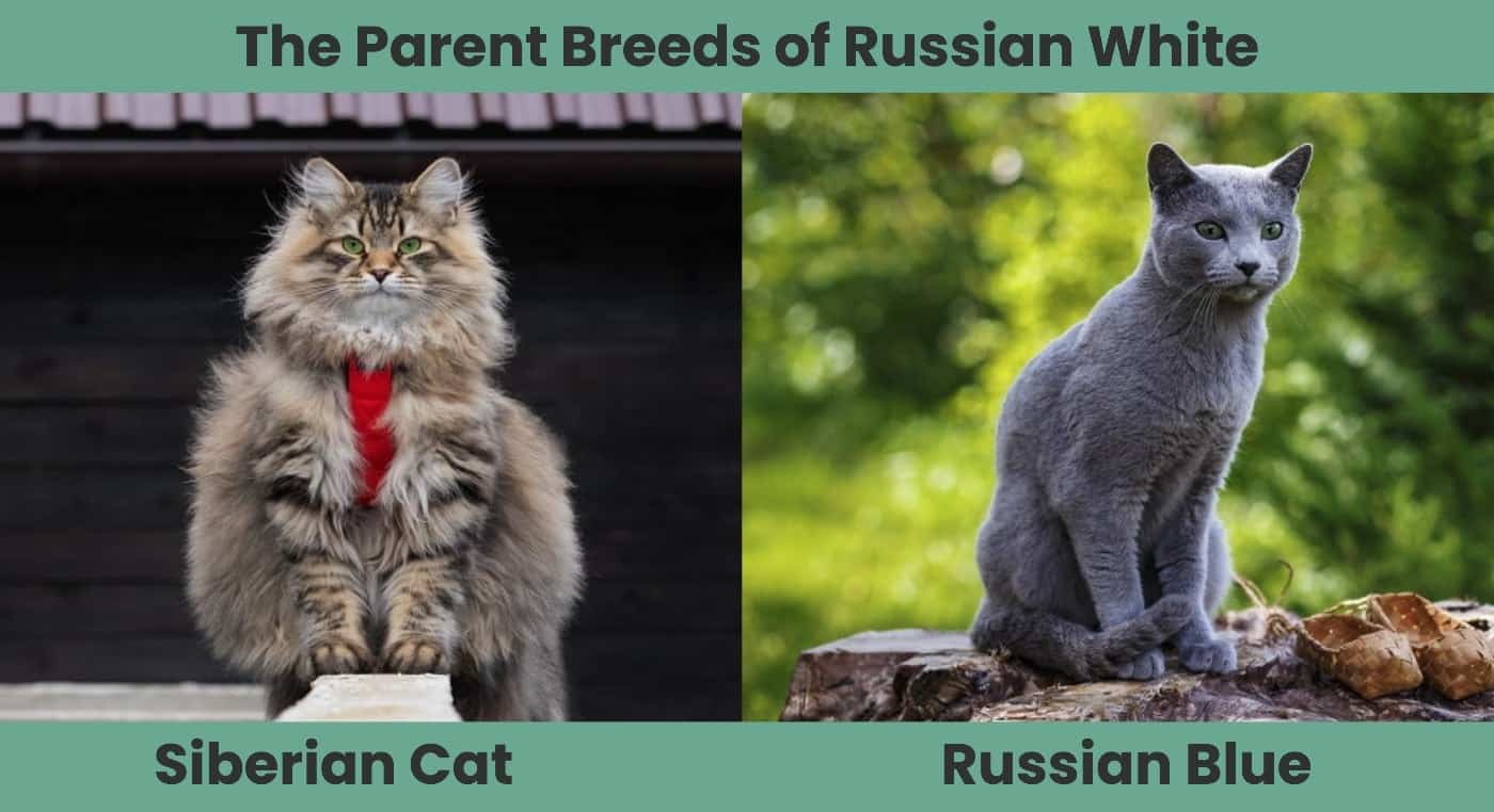 The Parent Breeds of Russian White