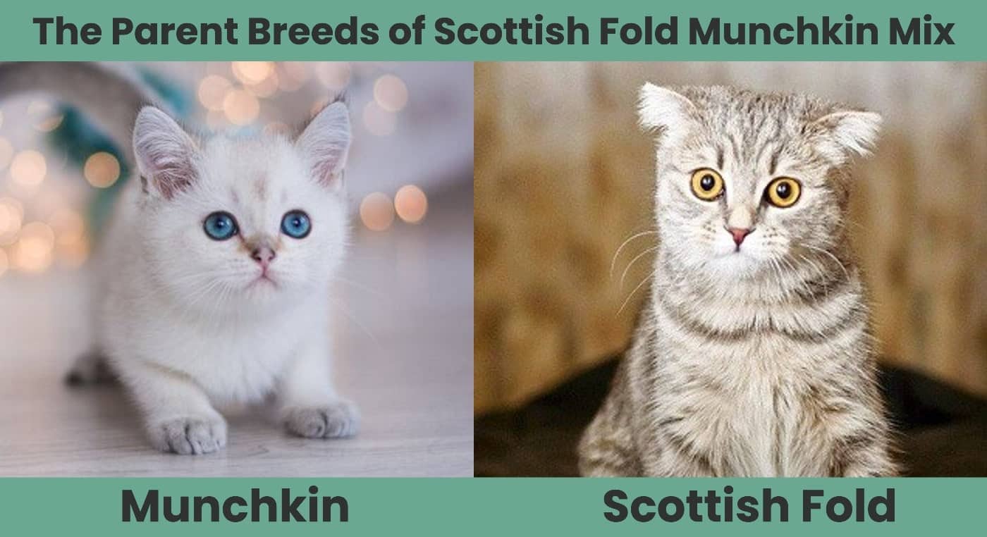 The Parent Breeds of Scottish Fold Munchkin Mix