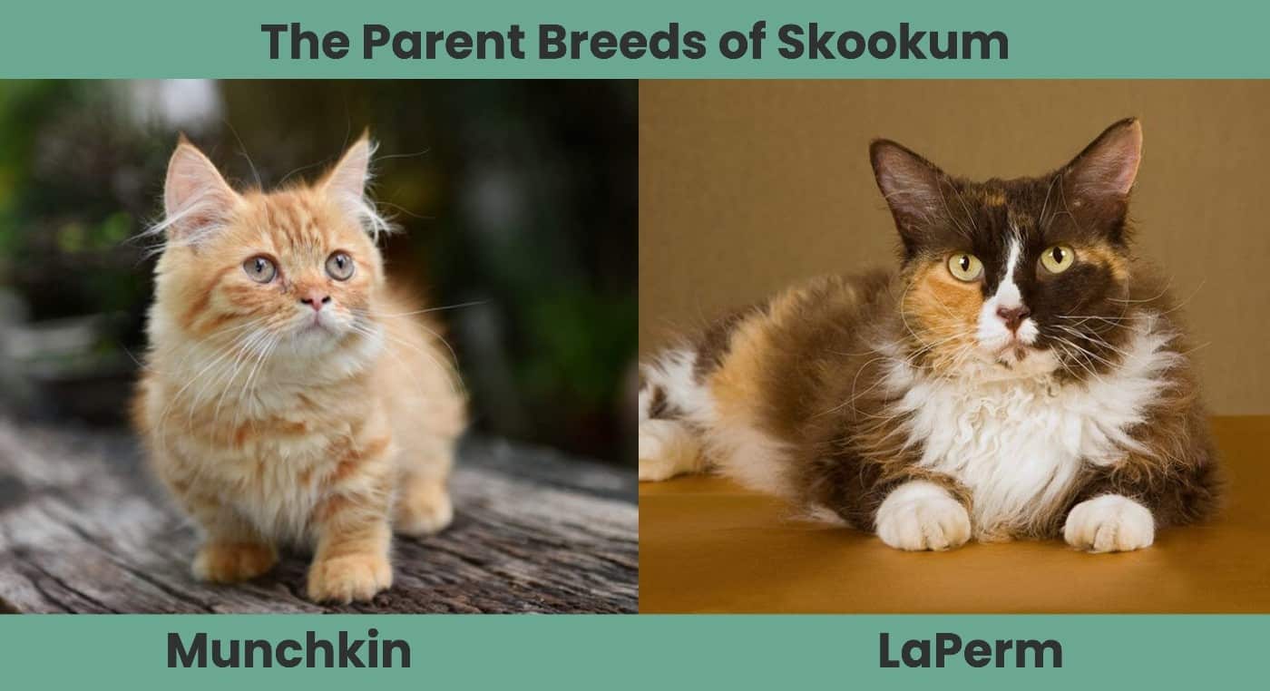 The Parent Breeds of Skookum