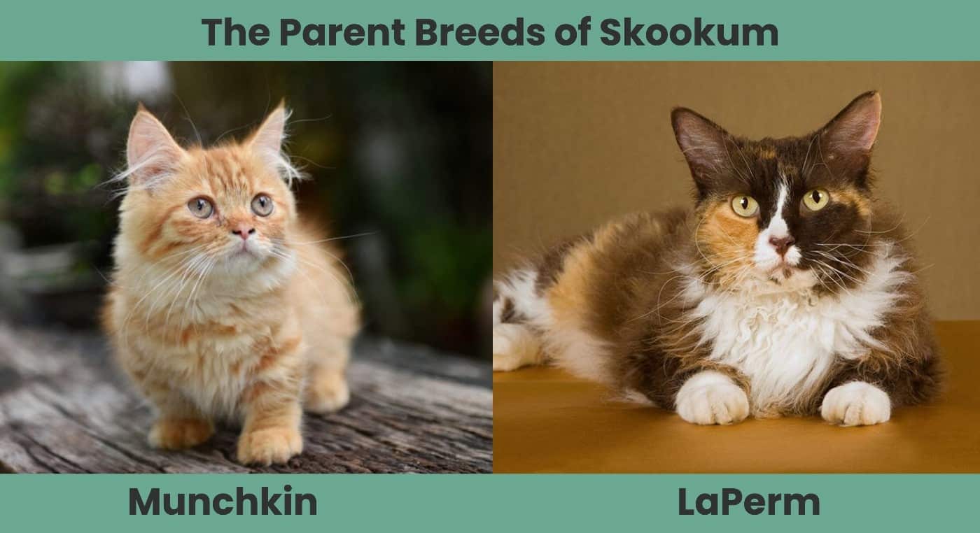 Skookum Cat Breed Info Pictures, Temperament & Traits Catster