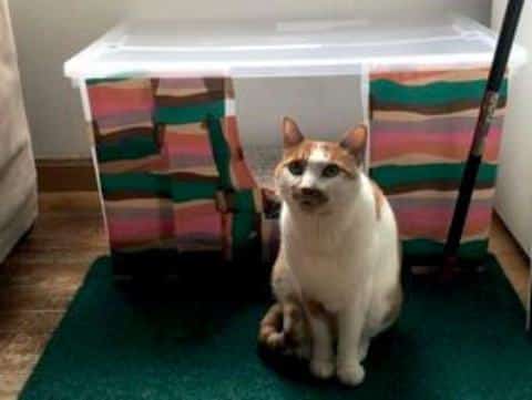 The Ultimate Litter Box- A DIY Guide