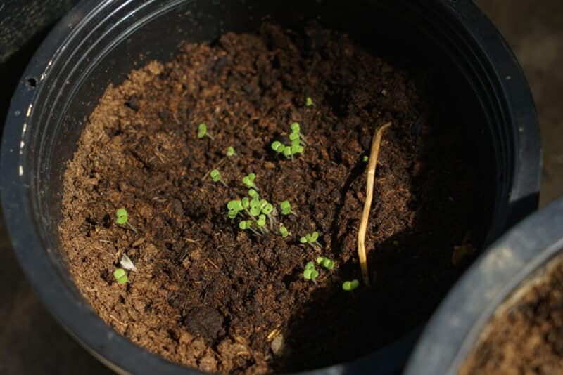 The sapling of the catnip tree planted in a pot