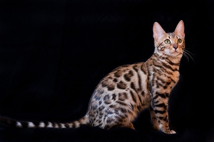 The spotted bengal cat
