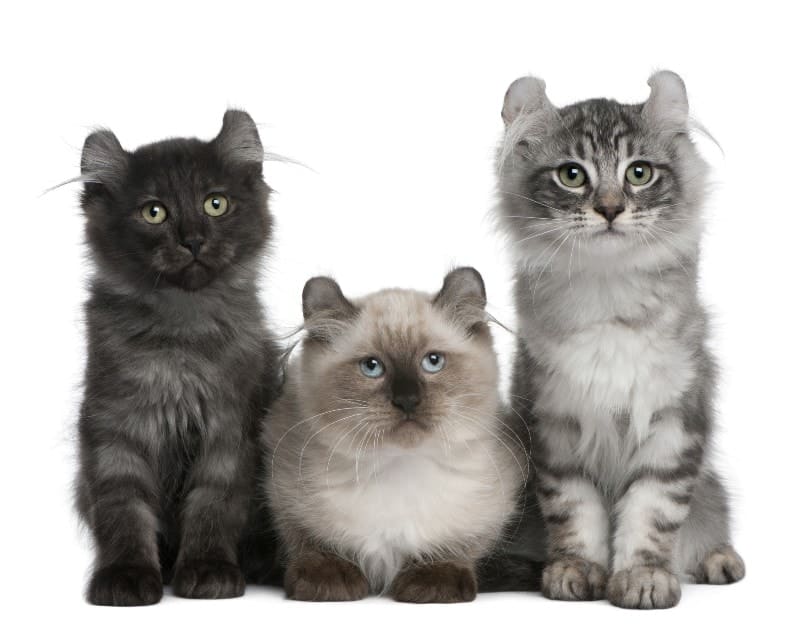 Three American Curl Kittens