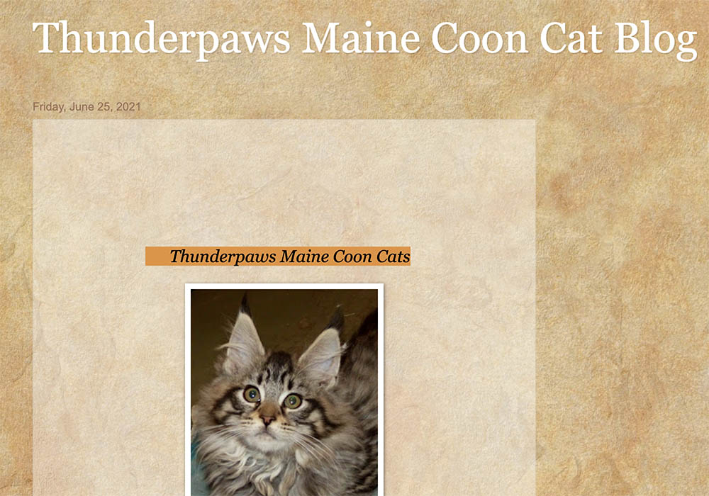 Thunderpaws Maine Coon Cats