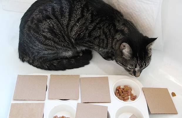 Ice, Ice Baby! - Food Puzzles for Cats