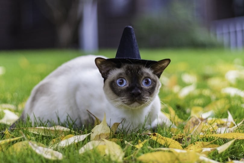 Tonkinese cat wearing witch hat