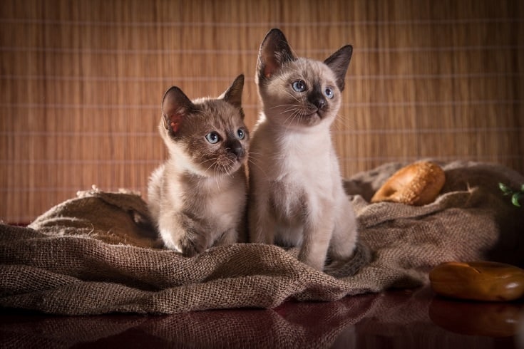 Tonkinese kittens