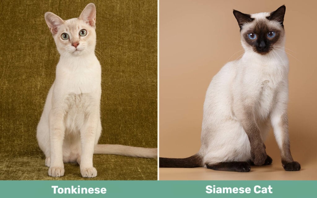 Tonkinese vs Siamese Cat side by side