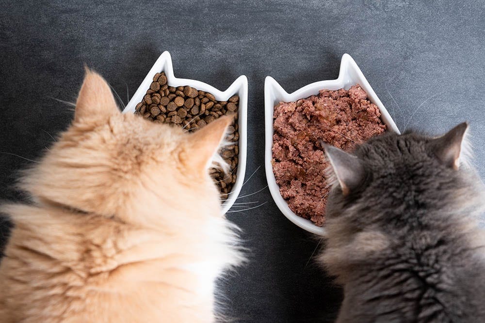 Top-view-of-two-cats-eating-wet-and-dry-pet-food-from-ceramic-feeding-dish