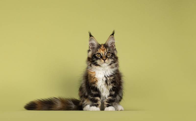 Tortie Maine Coon