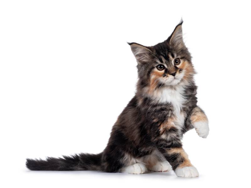 Tortie Maine Coon