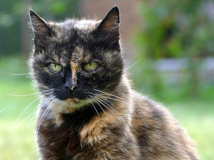 Tortoiseshell Burmese