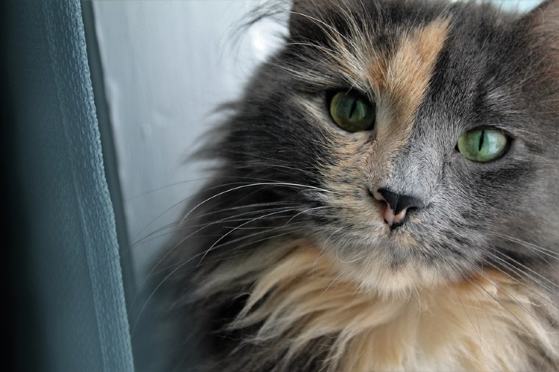 Tortoiseshell Turkish Angora