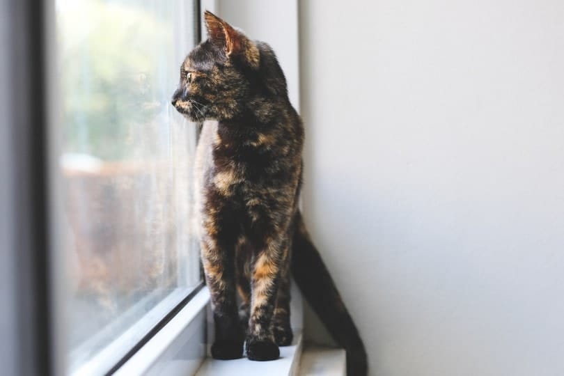 Tortoiseshell cat looking out of the window