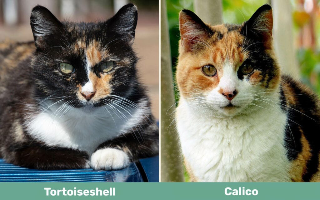 Tortoiseshell vs Calico side by side