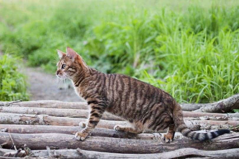 Toyger cat outdoors