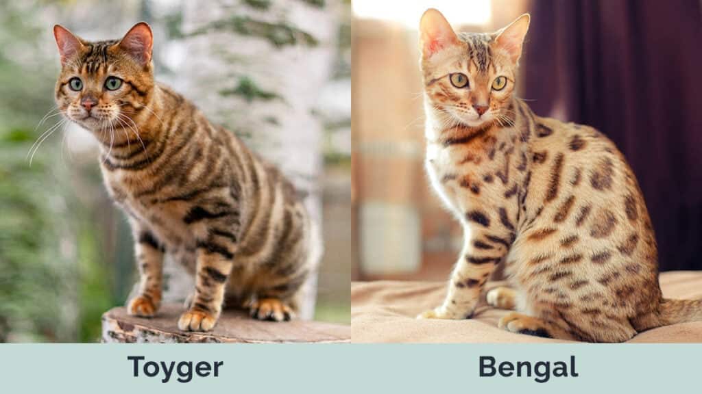 Toyger vs Bengal side by side