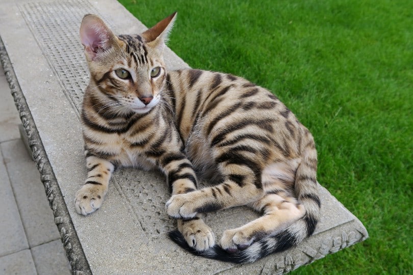 Toyger