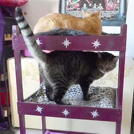 Triple Pet Bunkbed by Catster