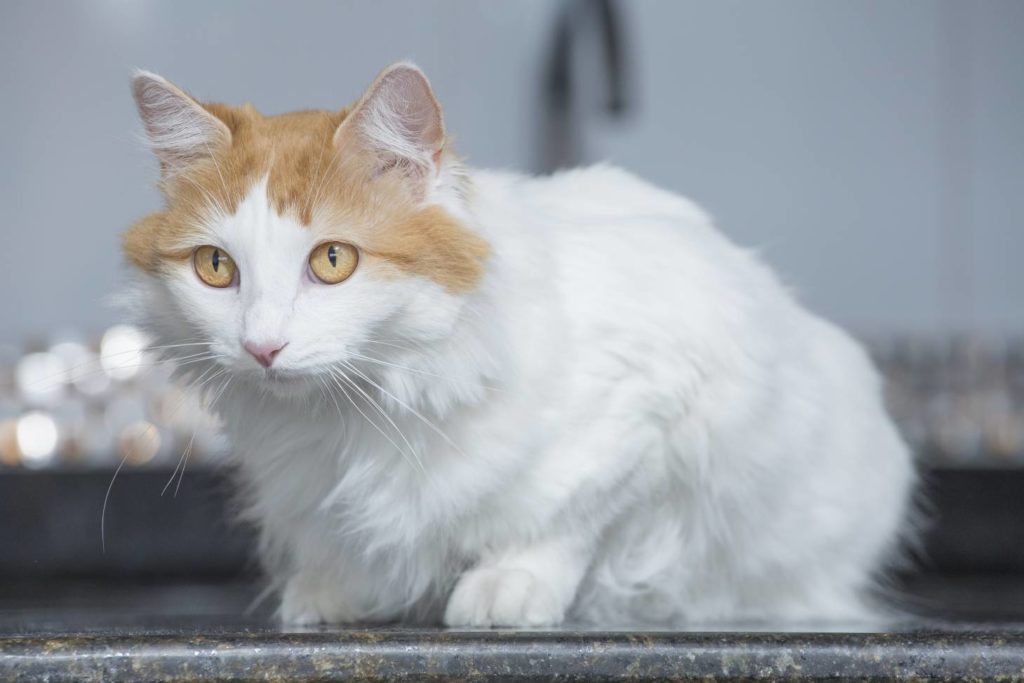 Turkish Van Cat side view