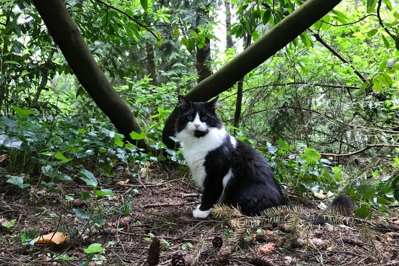 Tuxedo Ragdoll cat in the garden