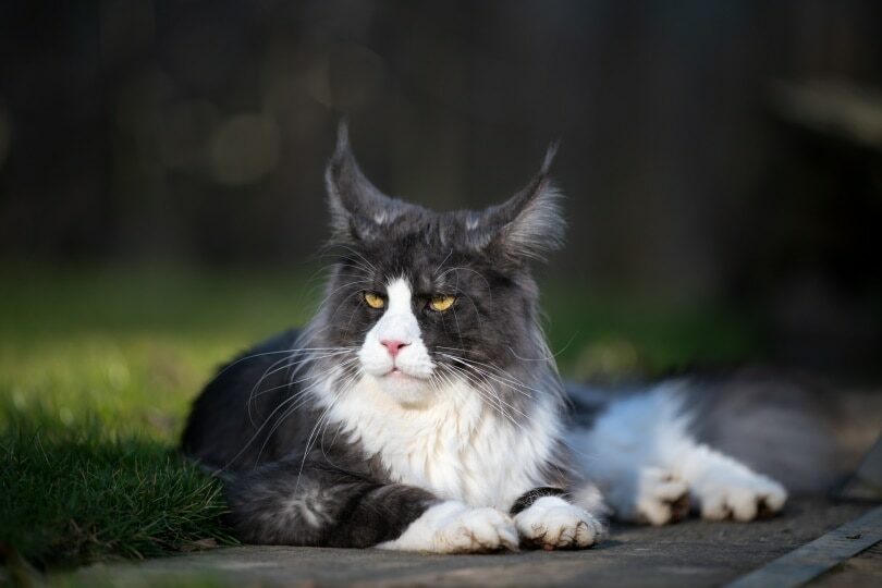 tuxedo-maine-coon-lying-outdoor_nils-jacobi-shutterstock-6820268