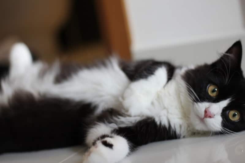 Tuxedo ragdoll cat lying on the floor