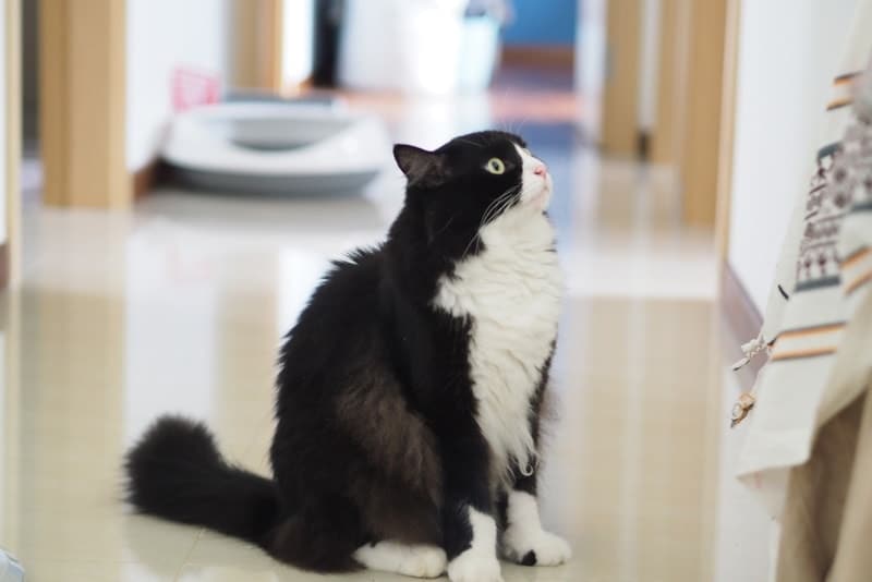 Tuxedo ragdoll cat sitting inside the house