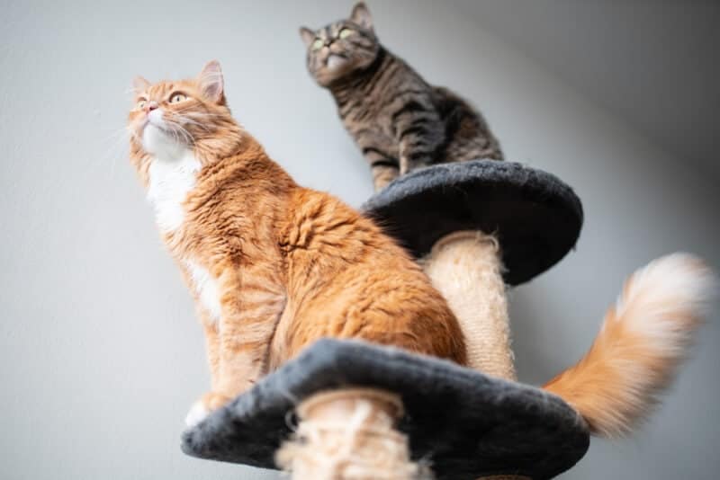 two cats on a cat tree looking in one direction in front of a white wall