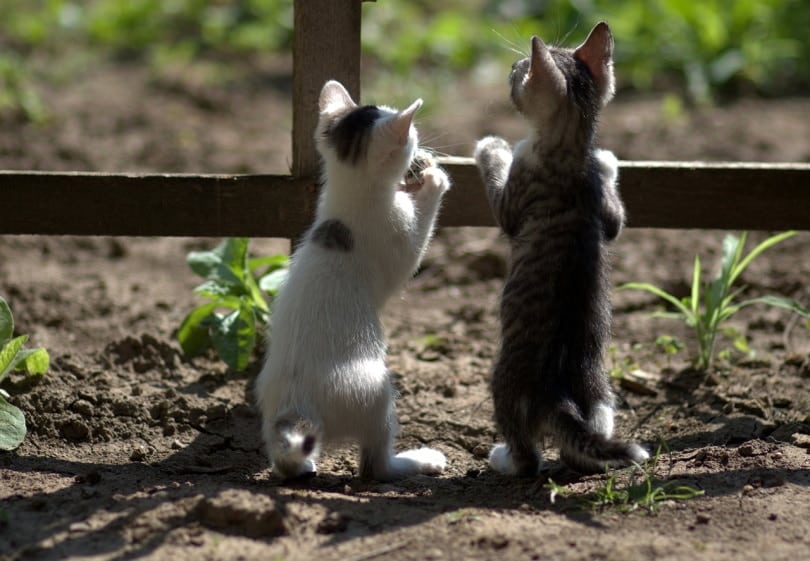 Two cats hanging by the fence