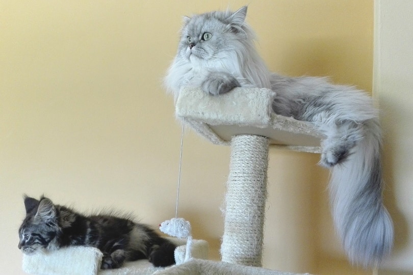 Two cats in a cat tree with scratching post