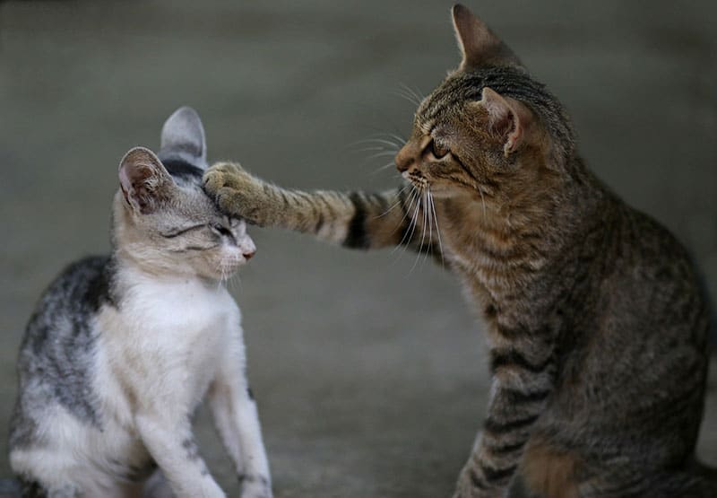 Two cats playing paw on cat face