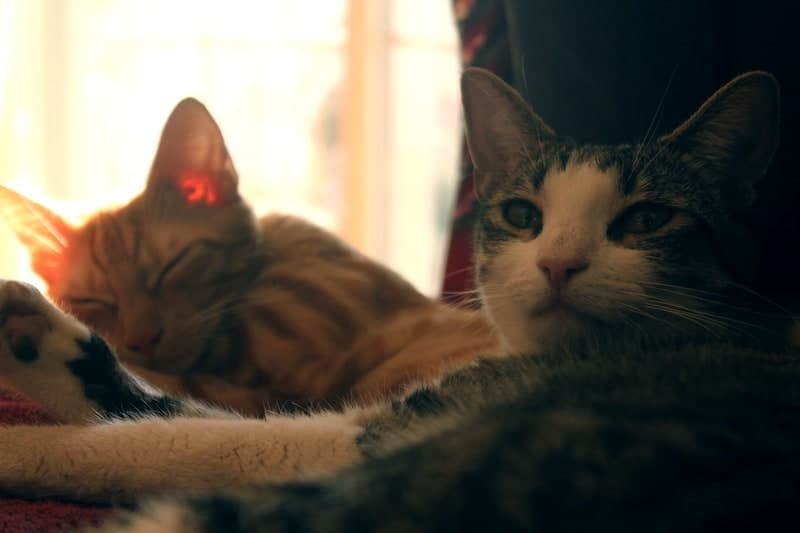 Two cats sleeping near a window