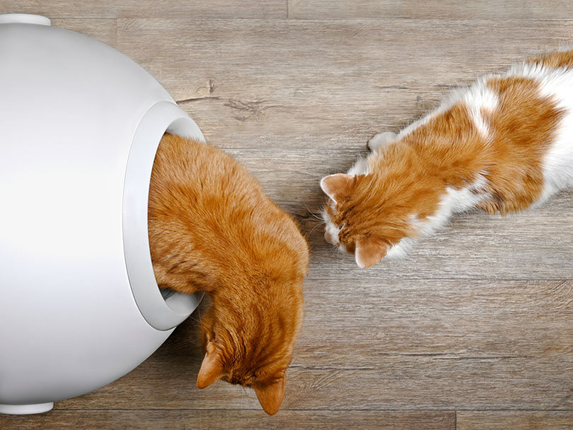 Two-cats-using-a-self-cleaning-litter-box