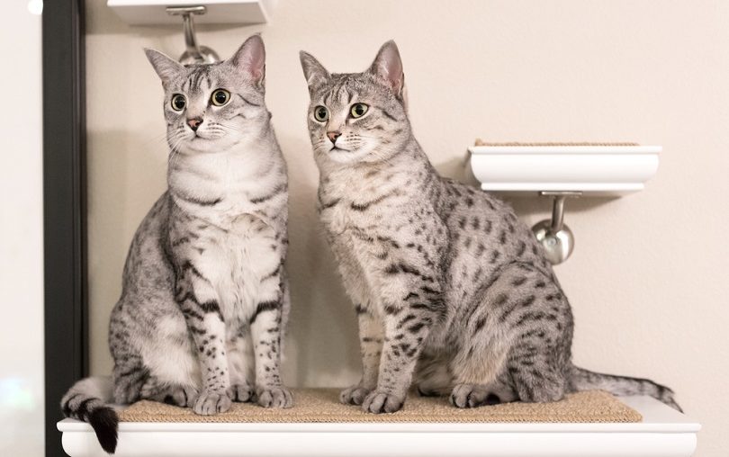 Two cute Egyptian Mau cats_Sarah Fields Photography_shutterstock
