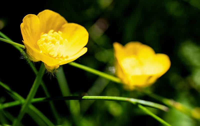 Two delicate creeping buttercup flowers