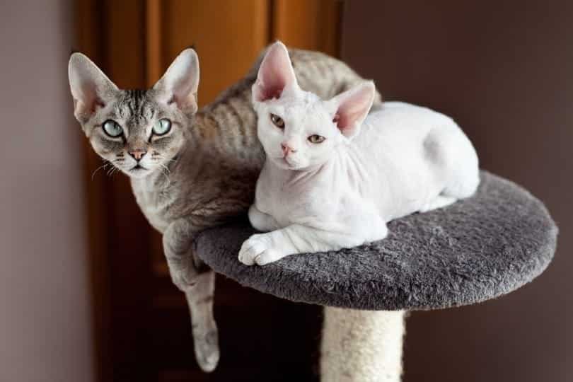 Two devon rex cats are sitting on the scratching post