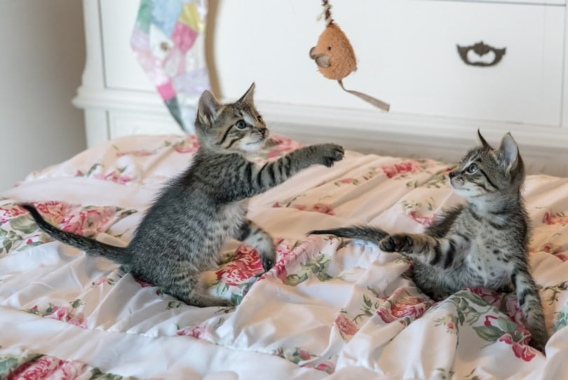 Two kittens playing with hanging toy